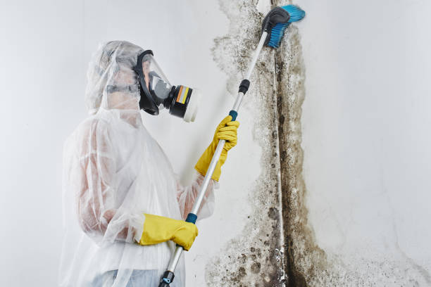 Best Certified Mold Removal  in Boyd, TX