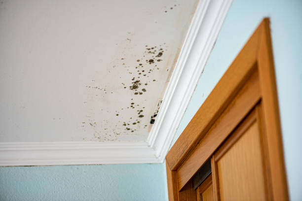 Best Attic Mold Removal  in Boyd, TX