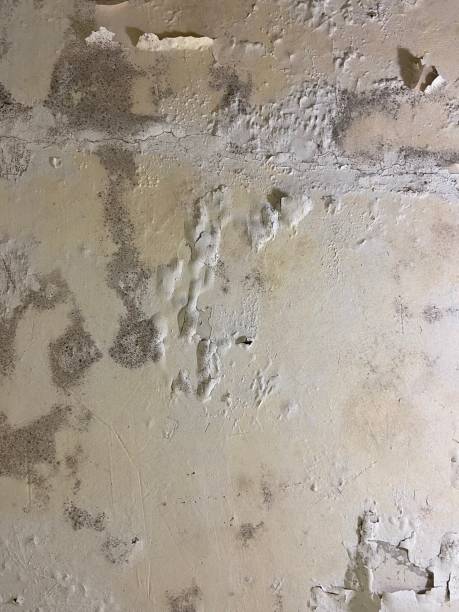 Best Mold Remediation  in Boyd, TX