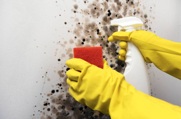 Best Attic Mold Removal  in Boyd, TX