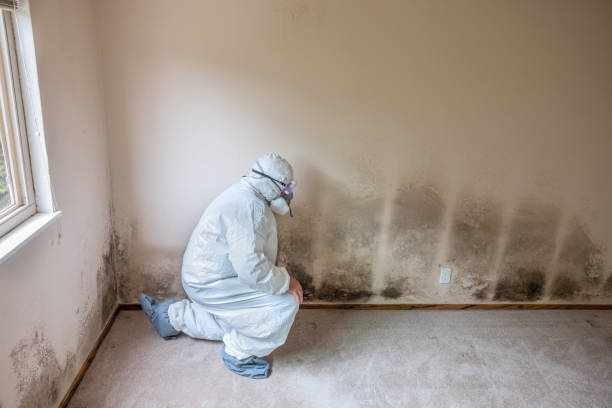 Best Crawl Space Mold Removal  in Boyd, TX