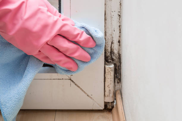 Professional Mold Removal in Boyd, TX